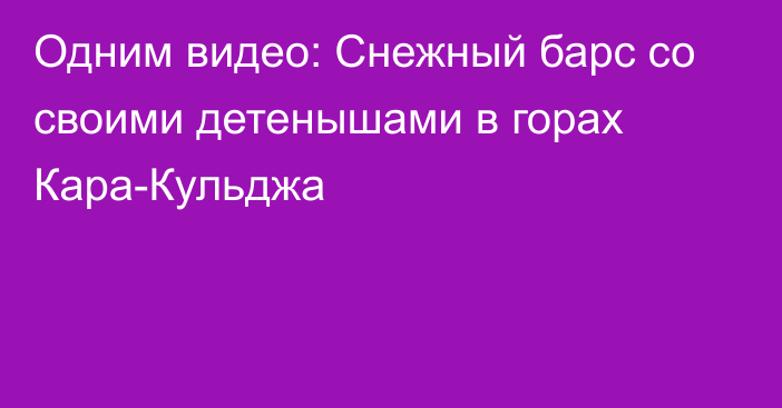 Одним видео: Снежный барс со своими детенышами в горах Кара-Кульджа