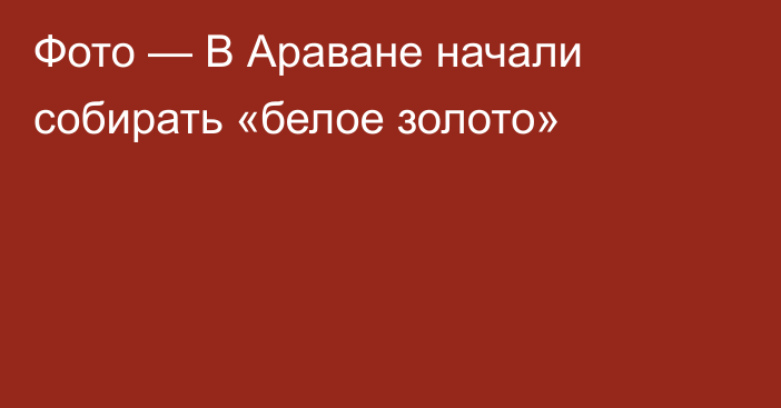 Фото — В Араване начали собирать «белое золото»