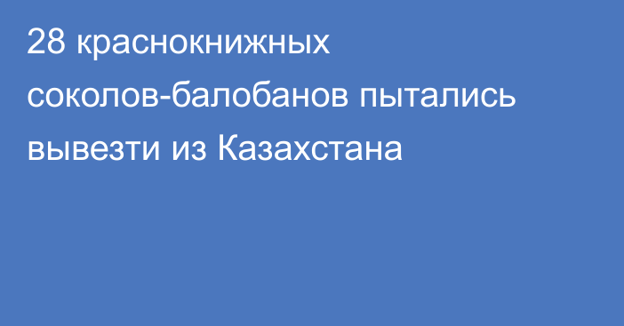 28 краснокнижных соколов-балобанов пытались вывезти из Казахстана