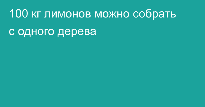 100 кг лимонов можно собрать с одного дерева