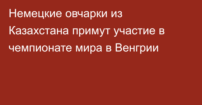 Немецкие овчарки из Казахстана примут участие в чемпионате мира в Венгрии