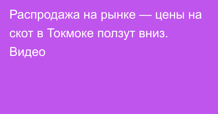 Распродажа на рынке — цены на скот в Токмоке ползут вниз. Видео