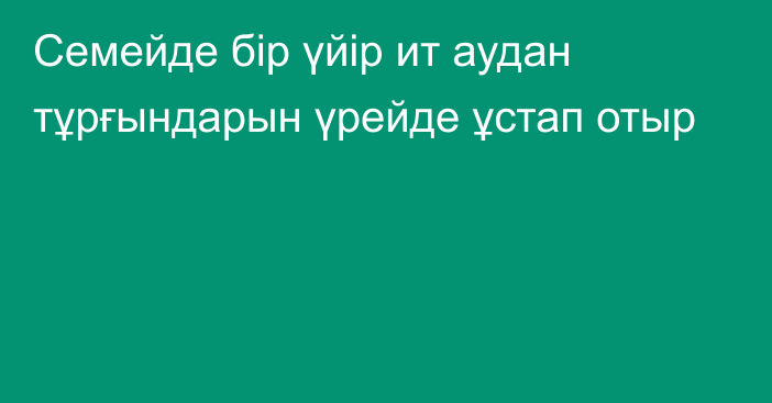 Семейде бір үйір ит аудан тұрғындарын үрейде ұстап отыр