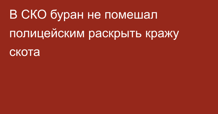 В СКО буран не помешал полицейским раскрыть кражу скота