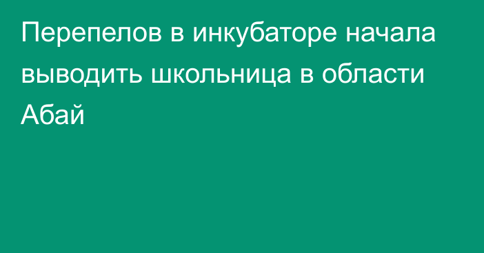 Перепелов в инкубаторе начала выводить школьница в области Абай