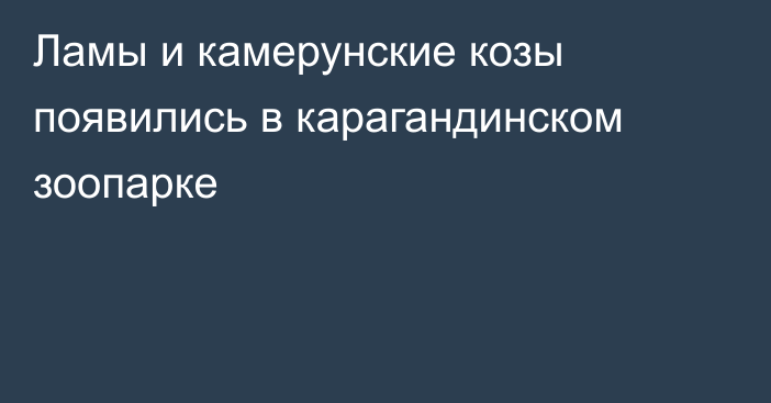 Ламы и камерунские козы появились в карагандинском зоопарке