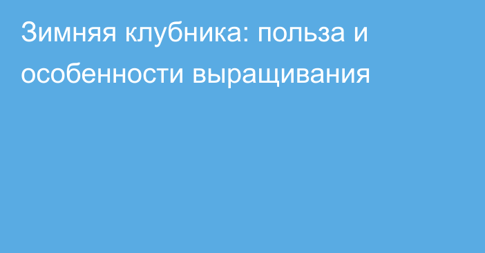 Зимняя клубника: польза и особенности выращивания