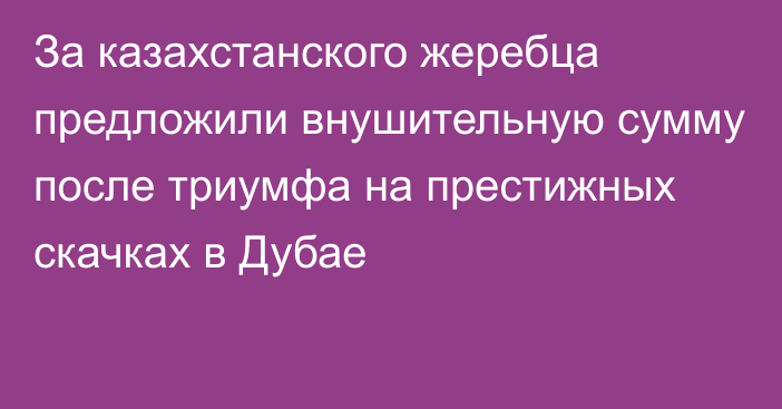 За казахстанского жеребца предложили внушительную сумму после триумфа на престижных скачках в Дубае