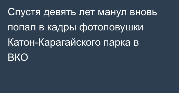 Спустя девять лет манул вновь попал в кадры фотоловушки Катон-Карагайского парка в ВКО