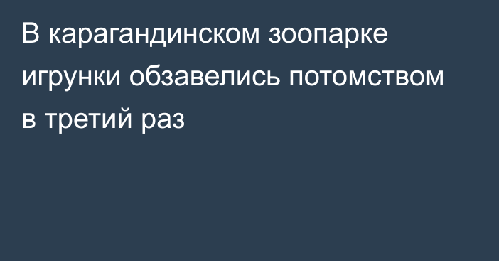 В карагандинском зоопарке игрунки обзавелись потомством в третий раз