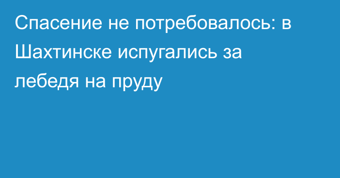 Спасение не потребовалось: в Шахтинске испугались за лебедя на пруду