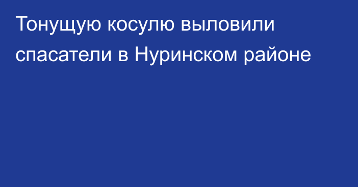 Тонущую косулю выловили спасатели в Нуринском районе