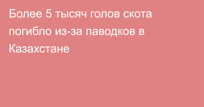 Более 5 тысяч голов скота погибло из-за паводков в Казахстане