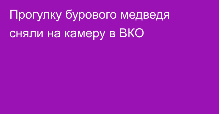 Прогулку бурового медведя сняли на камеру в ВКО