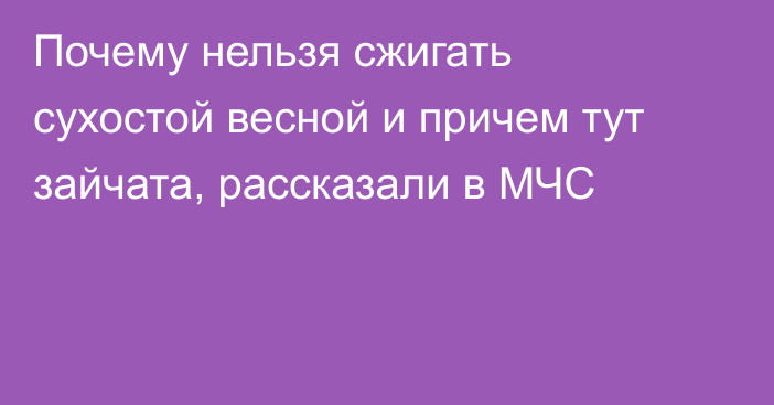 Почему нельзя сжигать сухостой весной и причем тут зайчата, рассказали в МЧС