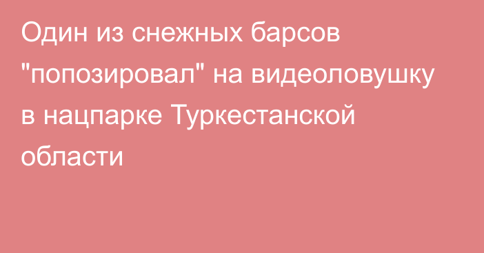 Один из снежных барсов 