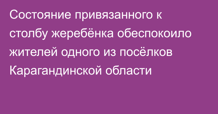 Состояние привязанного к столбу жеребёнка обеспокоило жителей одного из посёлков Карагандинской области