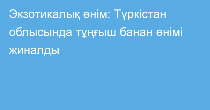 Экзотикалық өнім: Түркістан облысында тұңғыш банан өнімі жиналды