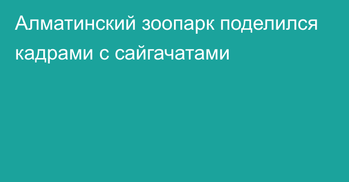 Алматинский зоопарк поделился кадрами с сайгачатами