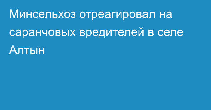 Минсельхоз отреагировал на саранчовых вредителей в селе Алтын