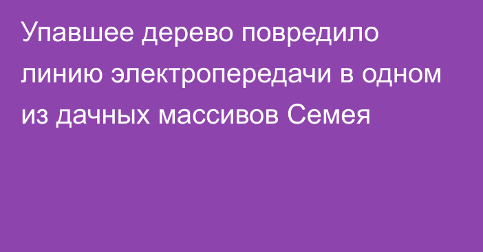 Упавшее дерево повредило линию электропередачи в одном из дачных массивов Семея