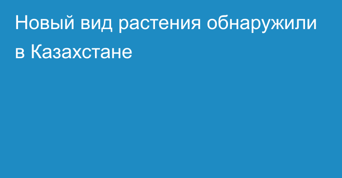 Новый вид растения обнаружили в Казахстане