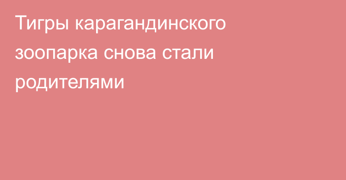 Тигры карагандинского зоопарка снова стали родителями