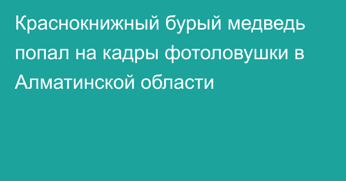 Краснокнижный бурый медведь попал на кадры фотоловушки в Алматинской области