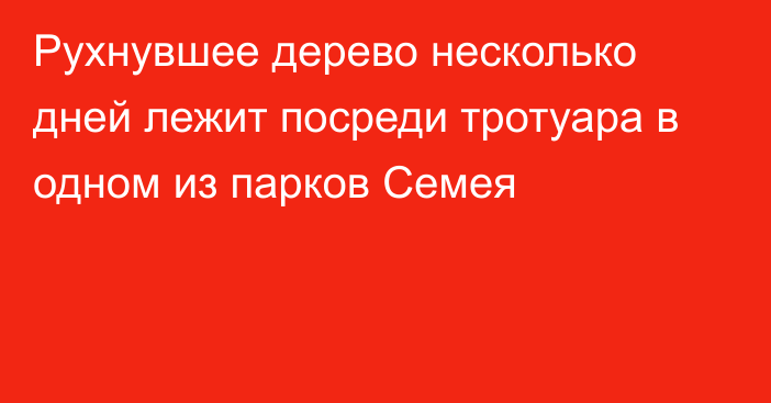 Рухнувшее дерево несколько дней лежит посреди тротуара в одном из парков Семея