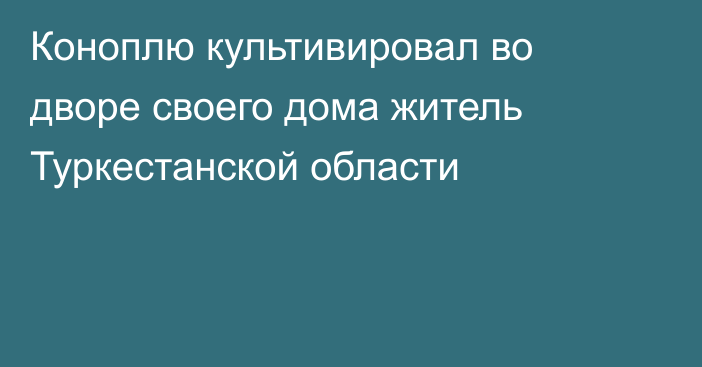 Коноплю культивировал во дворе своего дома житель Туркестанской области