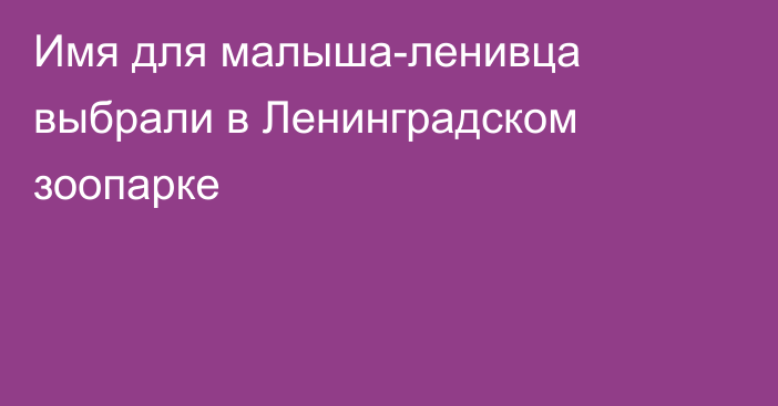 Имя для малыша-ленивца выбрали в Ленинградском зоопарке