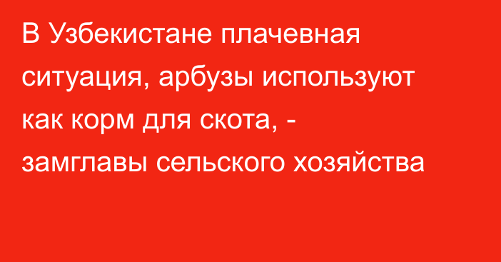 В Узбекистане плачевная ситуация, арбузы используют как корм для скота, - замглавы сельского хозяйства