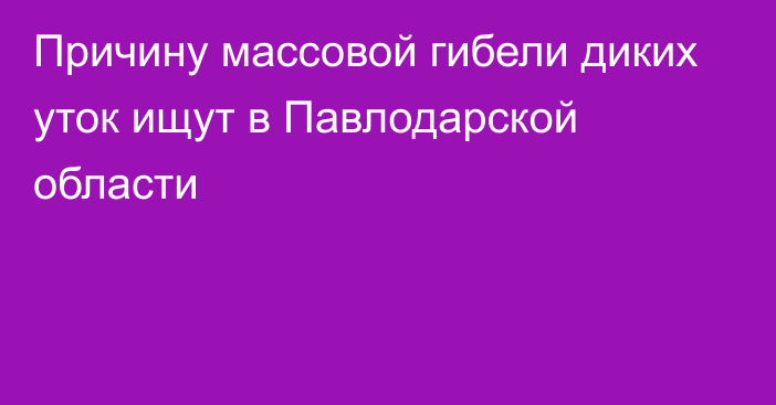 Причину массовой гибели диких уток ищут в Павлодарской области