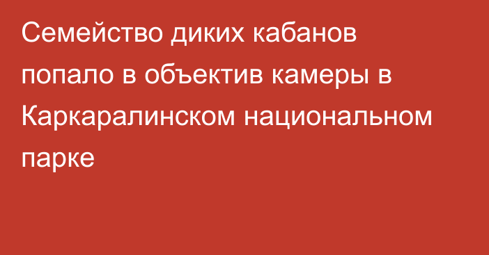 Семейство диких кабанов попало в объектив камеры в Каркаралинском национальном парке