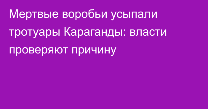 Мертвые воробьи усыпали тротуары Караганды: власти проверяют причину