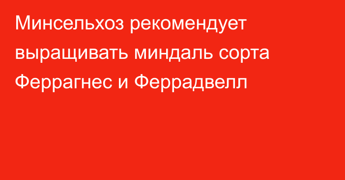 Минсельхоз рекомендует выращивать миндаль сорта  Феррагнес и Феррадвелл