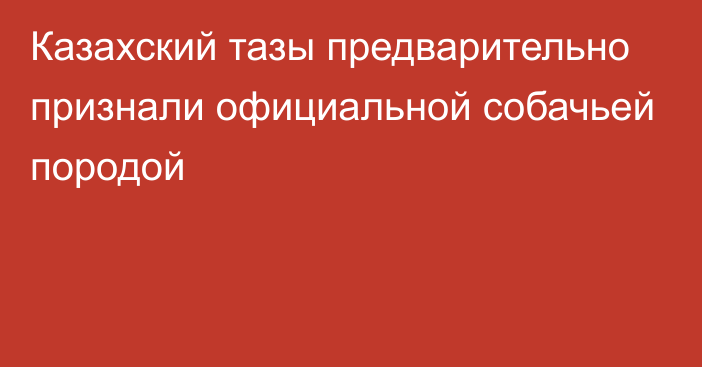 Казахский тазы предварительно признали официальной собачьей породой