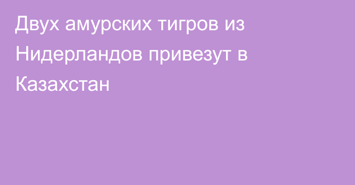 Двух амурских тигров из Нидерландов привезут в Казахстан