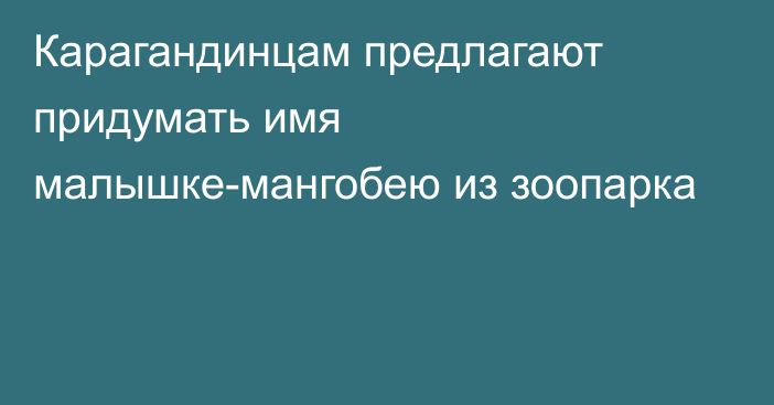 Карагандинцам предлагают придумать имя малышке-мангобею из зоопарка