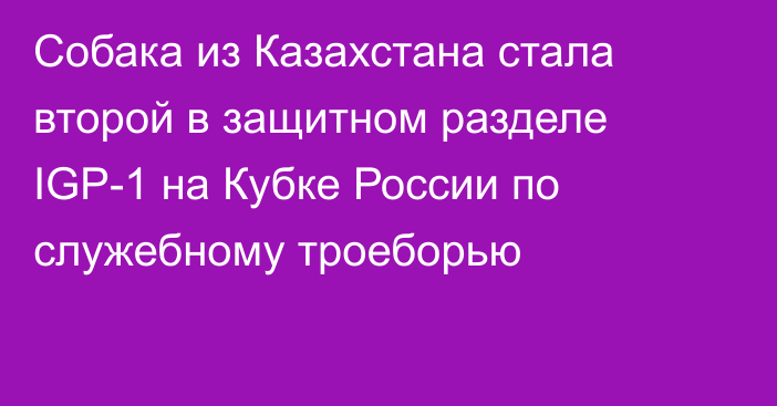 Собака из Казахстана стала второй в защитном разделе IGP-1 на Кубке России по служебному троеборью