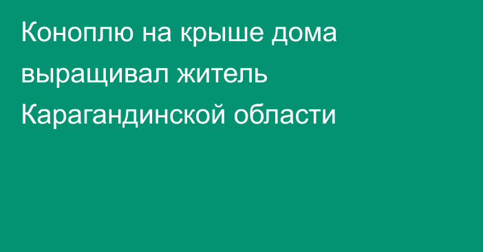 Коноплю на крыше дома выращивал житель Карагандинской области