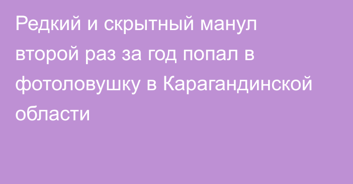 Редкий и скрытный манул второй раз за год попал в фотоловушку в Карагандинской области