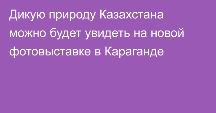 Дикую природу Казахстана можно будет увидеть на новой фотовыставке в Караганде