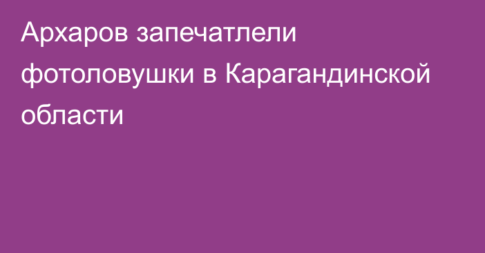 Архаров запечатлели фотоловушки в Карагандинской области