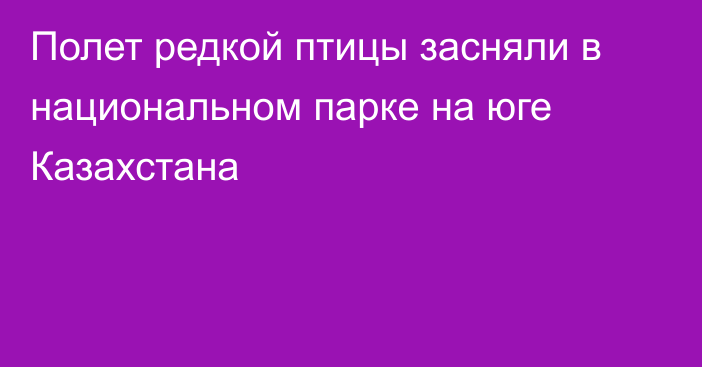 Полет редкой птицы засняли в национальном парке на юге Казахстана