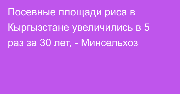 Посевные площади риса в Кыргызстане увеличились в 5 раз за 30 лет, - Минсельхоз