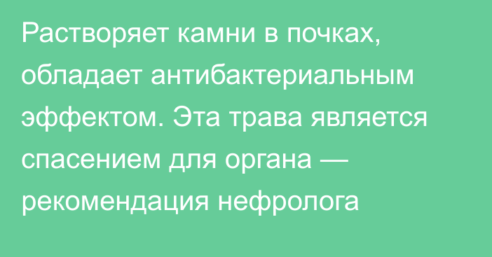 Растворяет камни в почках, обладает антибактериальным эффектом. Эта трава является спасением для органа — рекомендация нефролога