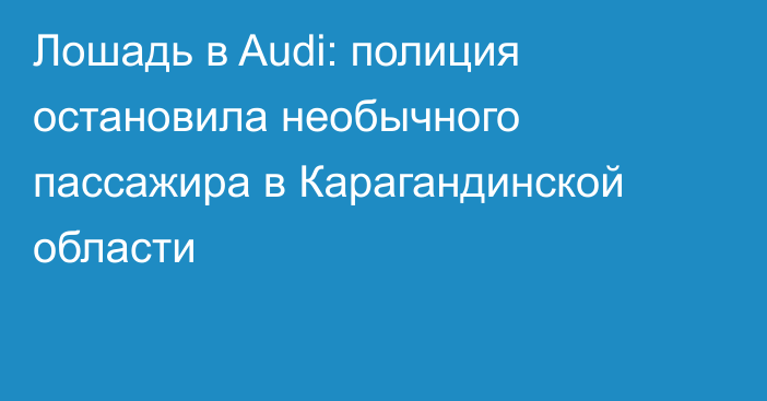 Лошадь в Audi: полиция остановила необычного пассажира в Карагандинской области