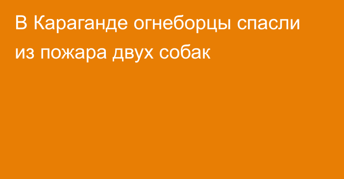 В Караганде огнеборцы спасли из пожара двух собак