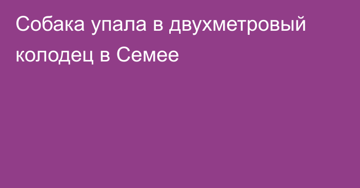 Собака упала в двухметровый колодец в Семее